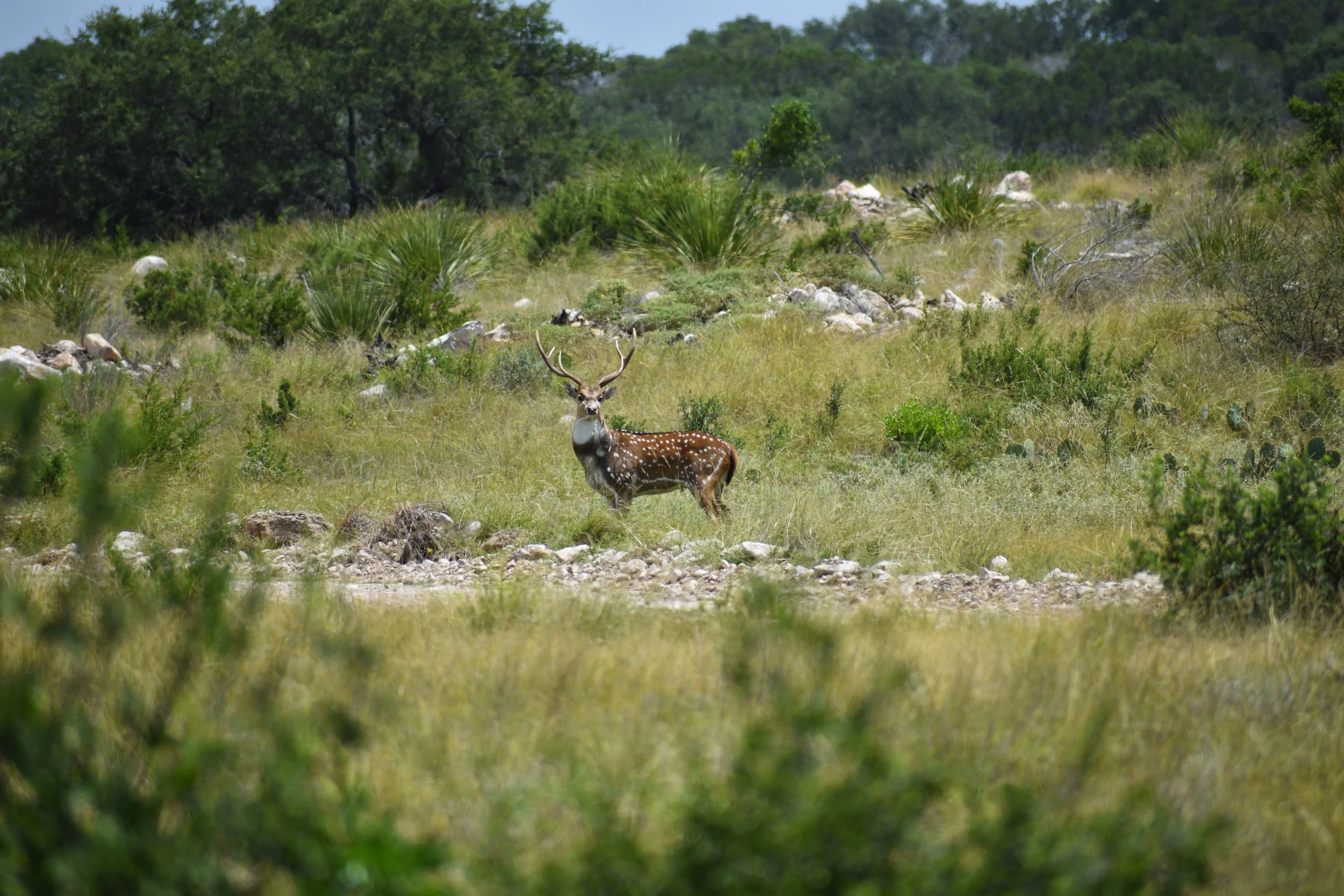 A deer with white spots and antlers standing in a grassy, bushy field surrounded by trees.