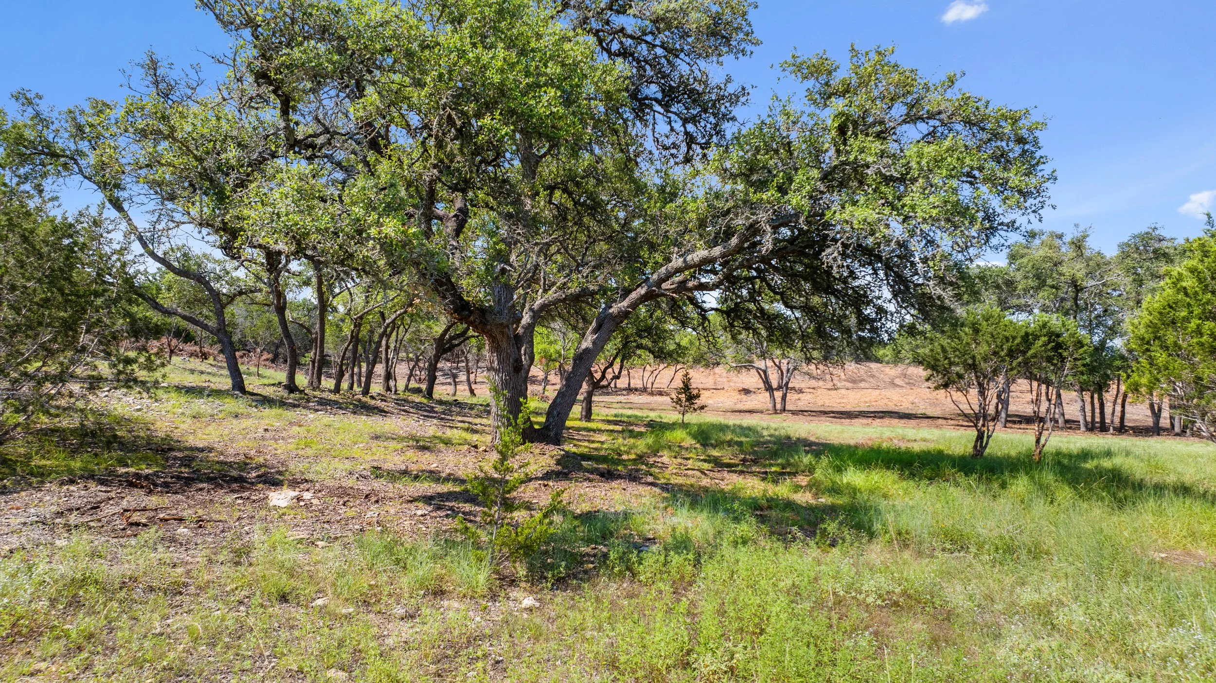 A lush, green landscape with a large, central tree with spreading branches and multiple smaller trees and bushes in the background, under a bright blue sky.