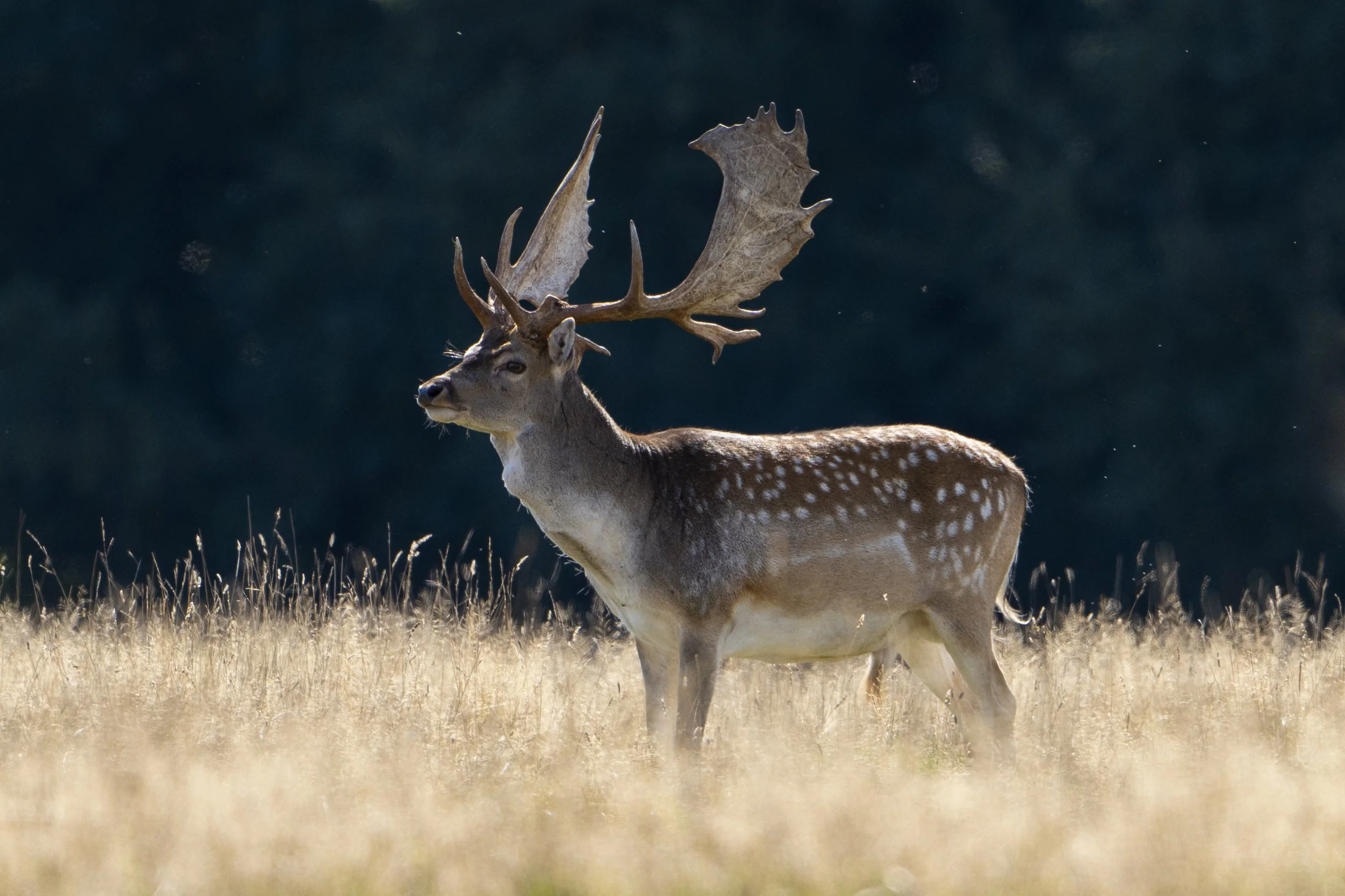 Wildlife Valuation vs. Wildlife Exemption